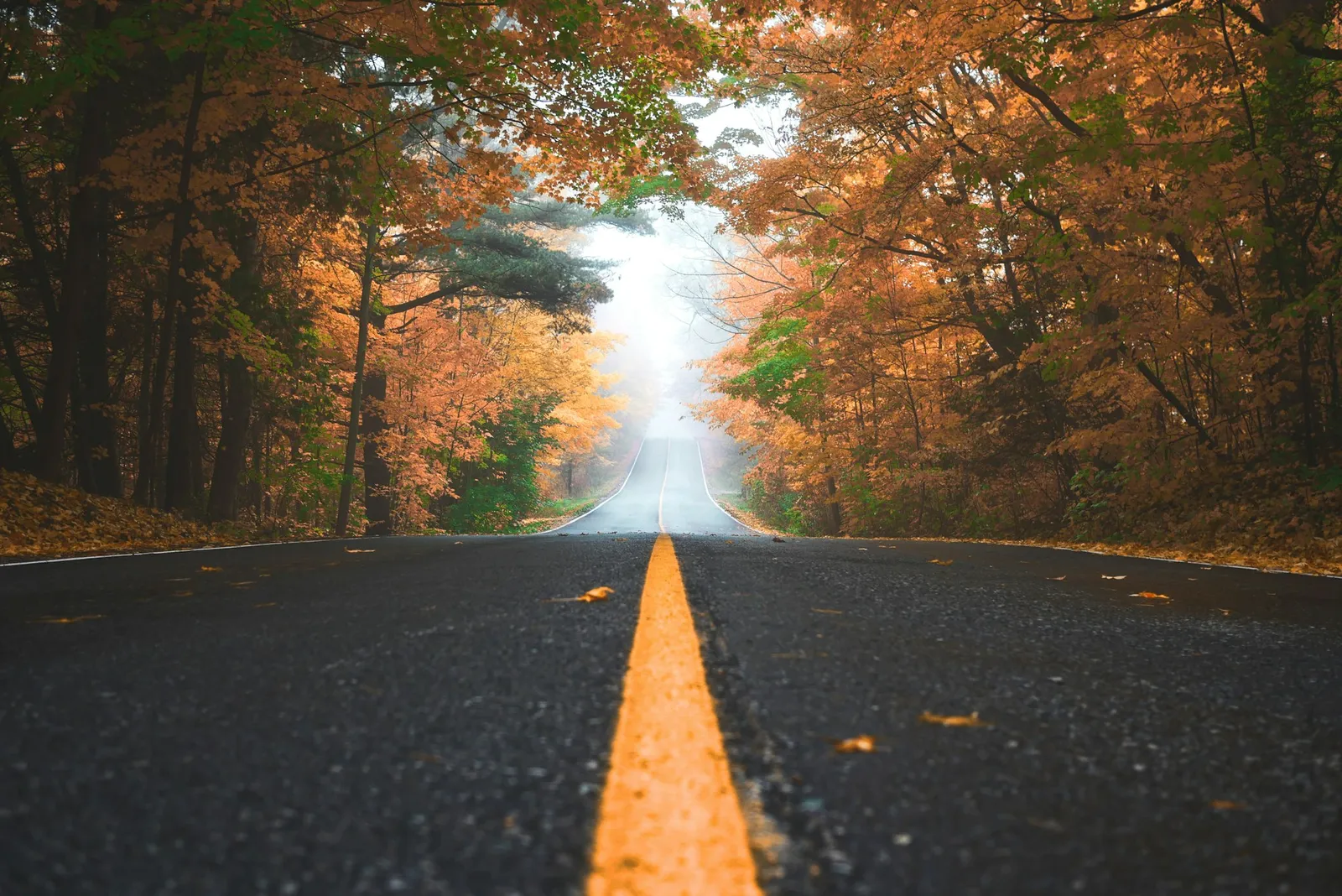 A road running between autumn trees towards soft light